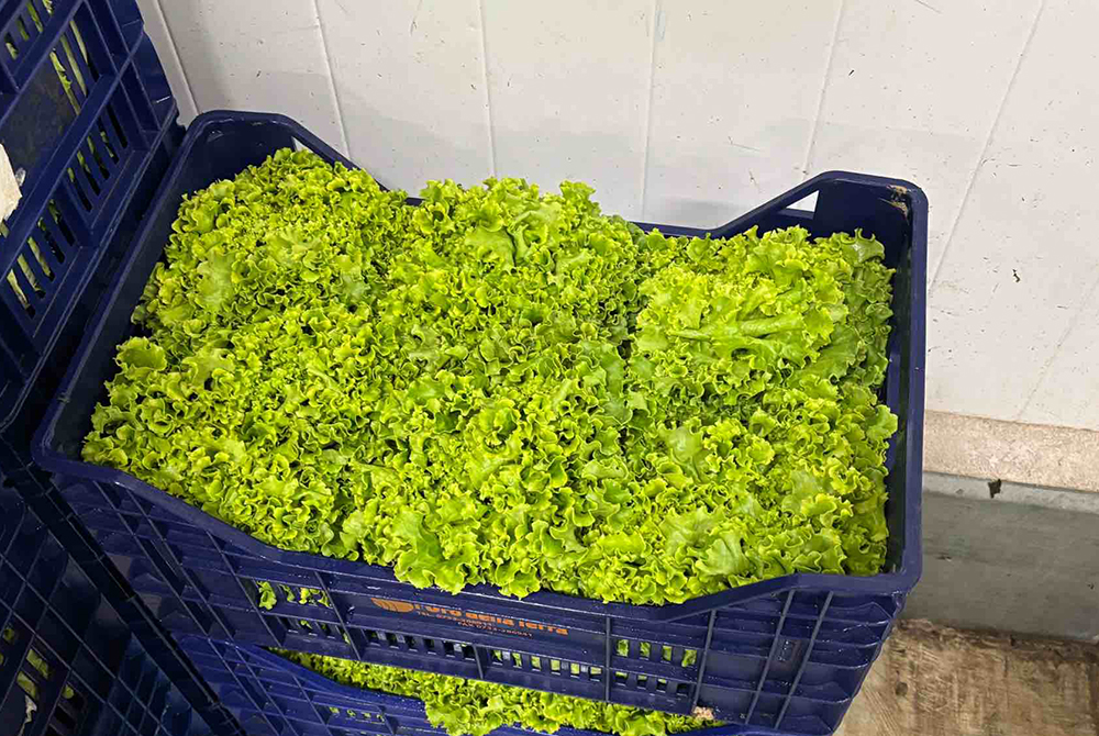 Lattuga Gentile - Marche - 1,45/1,55 euro al chilogrammo